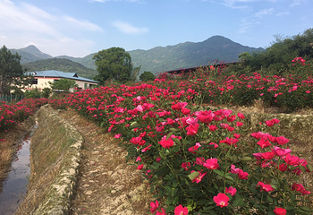孔元花世界花海第 4 张图片