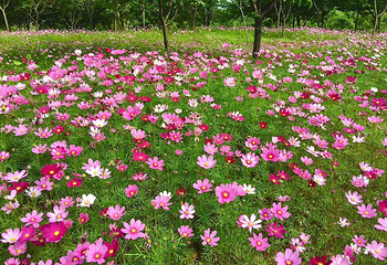 岳阳樱花园第 7 张图片