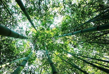 丛麻禅院第 5 张图片