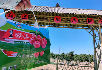 大樱桃采摘节第 1 张图片