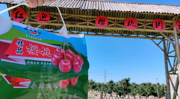 大樱桃采摘节