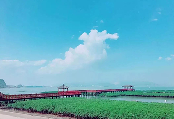 红树林湿地公园第 1 张图片