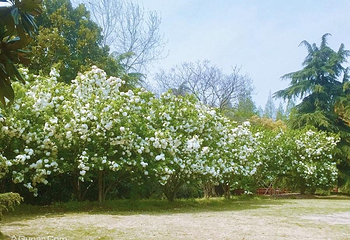 滨江森林公园第 3 张图片