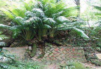 沙县淘金山风景区第 7 张图片