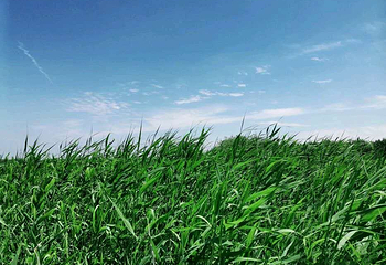 西青郊野公园第 32 张图片