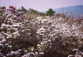 伽峰山风景区第 20 张图片