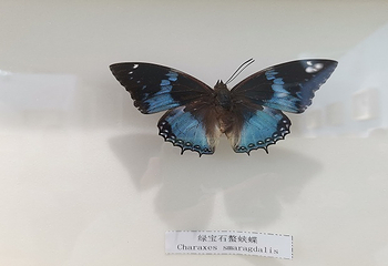 昆明世界园艺博览园第 23 张图片