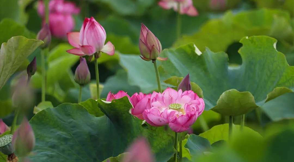 保山月荷湿地公园