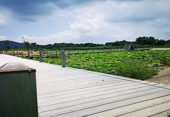 西和莲花餐厅第 8 张图片