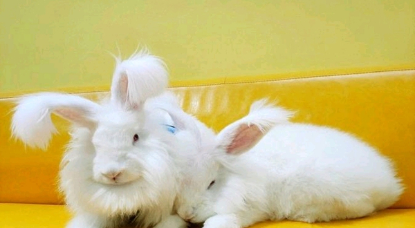 安哥拉撸兔体验馆（钟楼旗舰店）