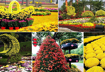 农科花海第 4 张图片
