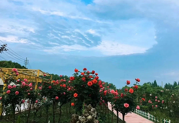 七彩玫瑰庄园第 12 张图片