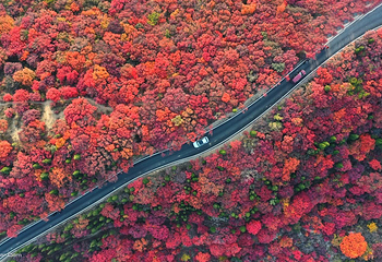 山东文旅·红叶柿岩旅游区第 41 张图片
