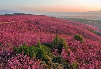 宜良山后樱花谷第 11 张图片