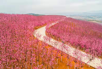 宜良山后樱花谷第 7 张图片