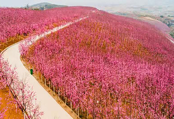宜良山后樱花谷第 5 张图片