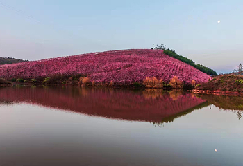 宜良山后樱花谷第 8 张图片