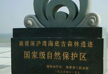 深沪湾海底古森林自然保护区第 1 张图片