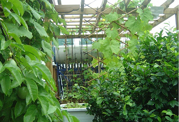 上海都市菜园第 5 张图片