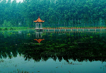 滕州微山湖红荷湿地第 39 张图片