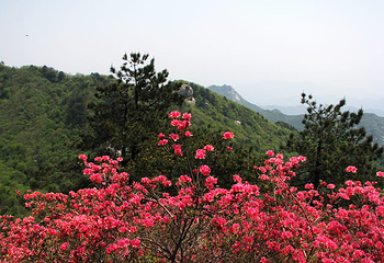 麻城杏花村第 1 张图片
