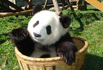 仙芝竹尖生态园第 4 张图片