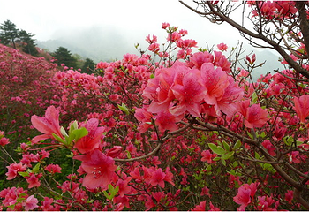 麻城杏花村第 3 张图片