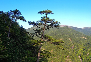 天目山自然保护区第 34 张图片