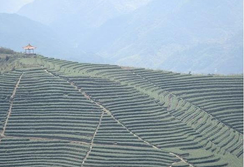 羊岩山茶文化园景区第 10 张图片