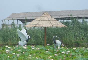 白洋淀休闲岛第 2 张图片