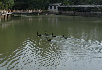 冠豸山景区第 19 张图片