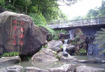 三元格氏栲第 7 张图片