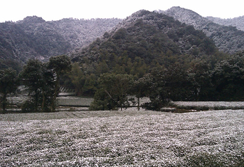 龙井山第 11 张图片