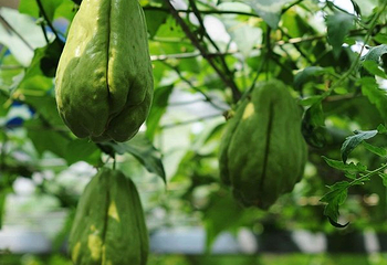北大荒宁安农场现代农业示范园第 3 张图片