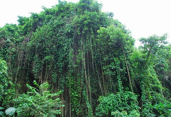 都峤柚谷第 5 张图片