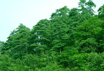 紫柏山国家森林公园第 2 张图片