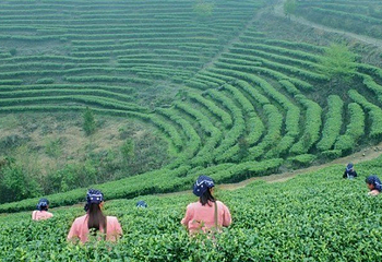阳朔茶观园景区第 5 张图片