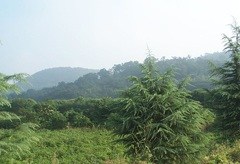 婺源灵岩洞景区第 23 张图片