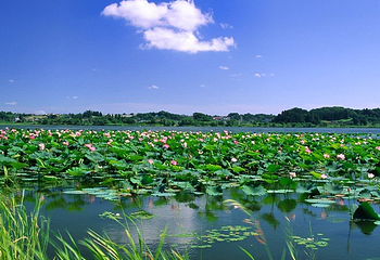 莲花温泉第 2 张图片