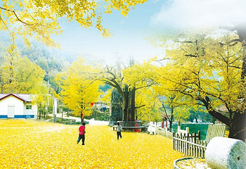 西峡银树沟生态旅游区第 5 张图片