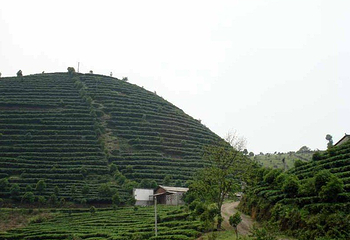 阳朔茶观园景区第 6 张图片