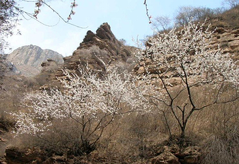 张果老山第 4 张图片