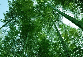 蔡伦竹海第 13 张图片