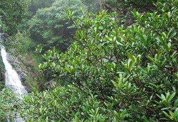 浙东悬空大瀑布第 2 张图片