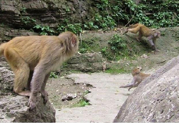 三峡猴溪第 27 张图片