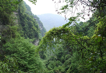 三峡猴溪第 30 张图片