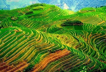 紫鹊界梯田第 8 张图片