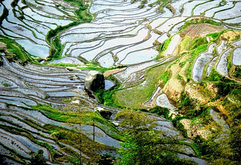 紫鹊界梯田第 4 张图片