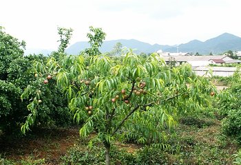 兰溪名果山庄第 1 张图片