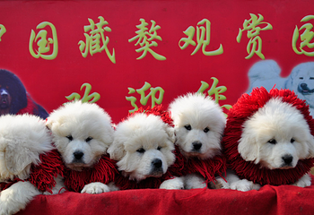 中国藏獒观赏园第 4 张图片